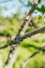 Attēlu rezultāti vaicājumam “Euonymus europaeus bud”