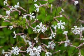 Attēlu rezultāti vaicājumam “Silene nutans flower”
