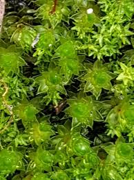 Attēlu rezultāti vaicājumam “Syntrichia papillosa”