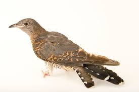 Attēlu rezultāti vaicājumam “Cuculus canorus”