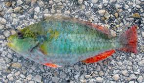 Image result for Sparisoma aurofrenatum