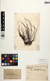 Attēlu rezultāti vaicājumam “Lemanea fluviatilis”