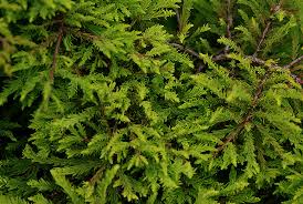 Attēlu rezultāti vaicājumam “Taxodium distichum”