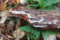 Attēlu rezultāti vaicājumam “Leucogyrophana sororia”