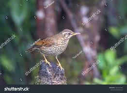 Image result for Zoothera sibirica