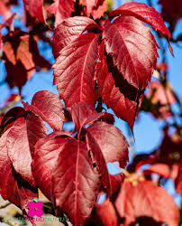 Attēlu rezultāti vaicājumam “Parthenocissus quinquefolia fruit”