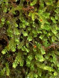 Attēlu rezultāti vaicājumam “Dicranodontium denudatum”