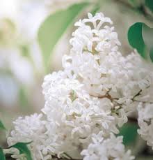 Attēlu rezultāti vaicājumam “Syringa reticulata subsp. amurensis flower”
