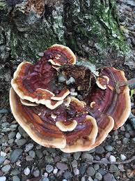 Attēlu rezultāti vaicājumam “Diderma rufostriatum sessile”