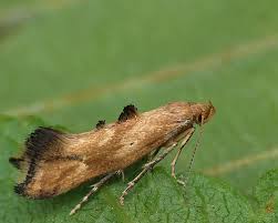 Attēlu rezultāti vaicājumam “Epermenia falciformis”