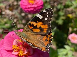 Attēlu rezultāti vaicājumam “Vanessa cardui”