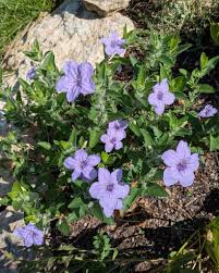 Attēlu rezultāti vaicājumam “Betula humilis female flower”