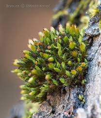 Attēlu rezultāti vaicājumam “Orthotrichum affine var. affine sporophyte”