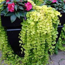 Image result for Lysimachia nummularia
