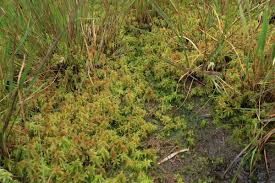 Attēlu rezultāti vaicājumam “Sphagnum cuspidatum”