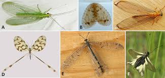 Attēlu rezultāti vaicājumam “Neuroptera”