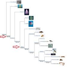 Image result for Evolution Stammbaum