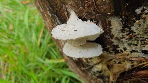 Attēlu rezultāti vaicājumam “Postia tephroleucus”