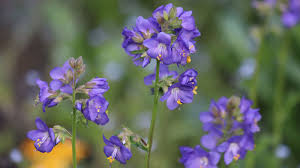 Attēlu rezultāti vaicājumam “Polemonium caeruleum fruit”