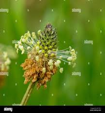 Attēlu rezultāti vaicājumam “Plantago lanceolata flower”