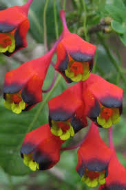 Image result for Tropaeolum majes