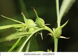 Attēlu rezultāti vaicājumam “Cannabis sativa fruit”