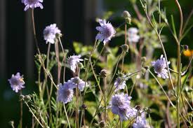 Image result for Scabiosa canescens