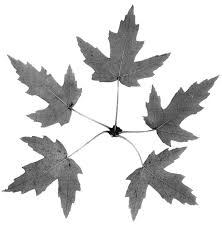 Attēlu rezultāti vaicājumam “Acer saccharinum”