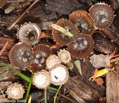Attēlu rezultāti vaicājumam “Cyathus striatus”