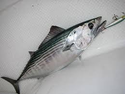 Image result for Euthynnus affinis