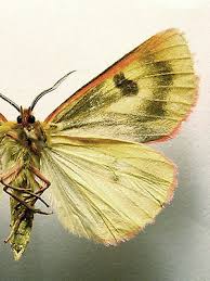 Attēlu rezultāti vaicājumam “Diacrisia sannio”