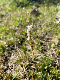 Attēlu rezultāti vaicājumam “Bistorta vivipara flower”
