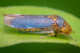 Attēlu rezultāti vaicājumam “Ophiotheca chrysosperma macro”