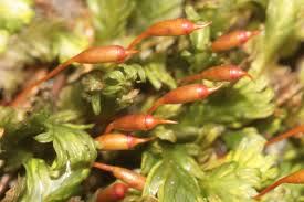 Attēlu rezultāti vaicājumam “Fissidens bryoides sporophyte”