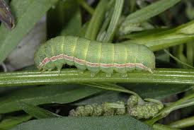 Attēlu rezultāti vaicājumam “Hadula trifolii larva”