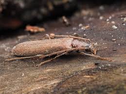 Attēlu rezultāti vaicājumam “Anogcodes melanurus”