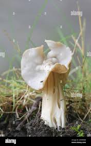 Attēlu rezultāti vaicājumam “Helvella”