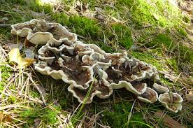 Attēlu rezultāti vaicājumam “Phellodon tomentosus”