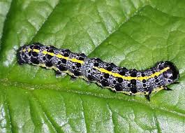 Attēlu rezultāti vaicājumam “Thecabius affinis imago”