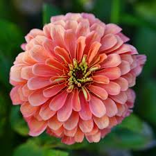 Image result for Zinnia violacea