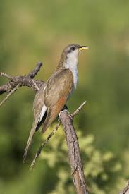 Image result for Coccyzus americanus