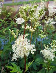 Attēlu rezultāti vaicājumam “Filipendula ulmaria  flower”