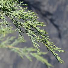 Attēlu rezultāti vaicājumam “Juniperus chinensis”