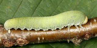 Attēlu rezultāti vaicājumam “Trichiosoma larva”