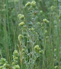 Attēlu rezultāti vaicājumam “Lophozia capitata”