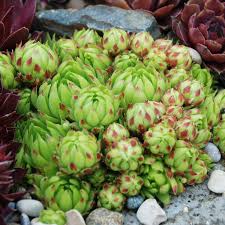 Attēlu rezultāti vaicājumam “Jovibarba globifera fruit”