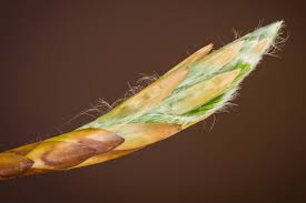 Attēlu rezultāti vaicājumam “Fagus sylvatica fo. laciniata bud”