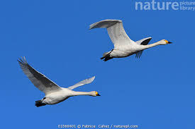 Attēlu rezultāti vaicājumam “Cygnus columbianus”