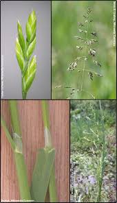 Attēlu rezultāti vaicājumam “Poa humilis”