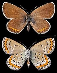 Attēlu rezultāti vaicājumam “Plebejus argyrognomon”